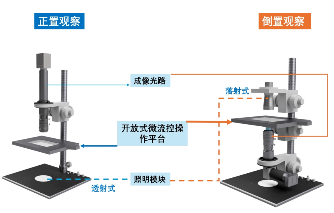 正置观察与倒置观察示意图